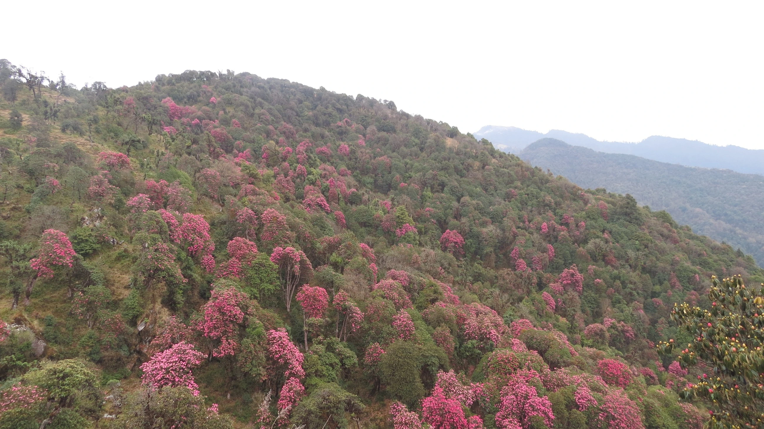 Nepal Rhododendron Trek